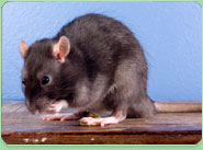rat control North Finchley