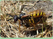 wasp control North Finchley